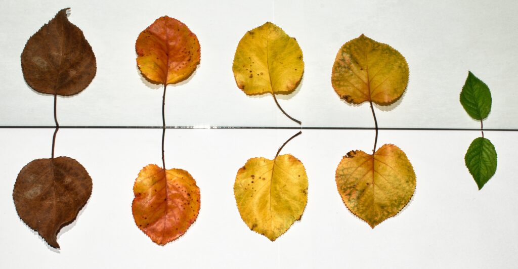 des feuilles d'automne organisées et rangées